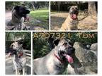 Adopt TOM a Anatolian Shepherd