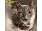 Adopt CHIQUITO a Russian Blue