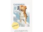 Adopt CHOWMEIN a Chow Chow