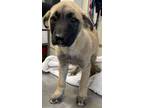 Adopt Elf a Belgian Shepherd / Malinois, Black Mouth Cur