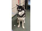 Adopt Selkie a Husky, Mixed Breed