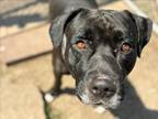 Adopt DALLAS a Staffordshire Bull Terrier, Mixed Breed