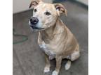 Adopt Copper a Labrador Retriever, Cattle Dog