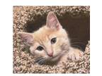 Adopt Dion, Rhu, and Tiny Tim a Tabby