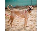 Adopt Blink a Black Mouth Cur