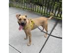 Adopt Blink a Black Mouth Cur