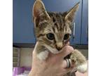 Adopt Shepherd a Domestic Short Hair