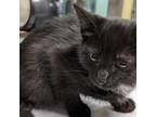 Adopt Wash a Domestic Short Hair