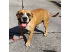 Adopt Brutus a American Bully