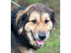 Adopt MOOCHIE a English Shepherd, Collie