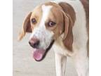 Adopt BUDDY a Foxhound