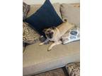 Adopt DJ a Pug