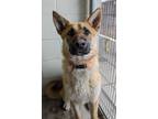 Adopt Crawfish a German Shepherd Dog