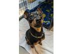 Adopt Chico a Miniature Pinscher