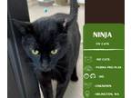 Adopt Ninja a Domestic Short Hair