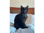 Adopt Eugene Ink a Domestic Short Hair