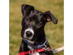 Adopt Jagger a Mixed Breed