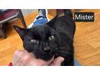 Adopt Mister a Domestic Short Hair