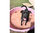 Adopt Miko a Pit Bull Terrier, Mixed Breed