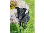 Adopt Hooch a Labrador Retriever, Mixed Breed