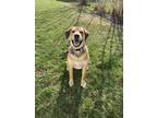 Adopt Rock a Shepherd, Mixed Breed