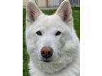 Adopt Blitz a Husky