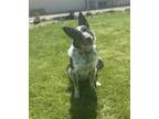 Adopt Atlas a Australian Cattle Dog / Blue Heeler