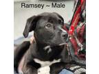 Adopt Ramsey a Black Labrador Retriever, Australian Shepherd