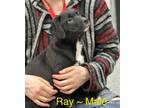 Adopt Ray a Black Labrador Retriever, Australian Shepherd