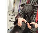 Adopt Rhett a Black Labrador Retriever, Australian Shepherd