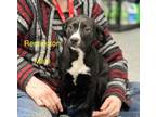 Adopt Remington a Black Labrador Retriever, Australian Shepherd