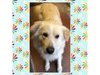 Adopt SNOW FLAKE a Border Collie