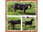 Adopt OPIE a Black and Tan Coonhound