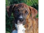 Adopt Ford a Boxer