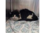 Adopt Phoenix a Domestic Medium Hair