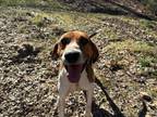 Adopt BUSTER a Hound, Treeing Walker Coonhound