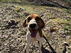 Adopt Buster a Hound, Treeing Walker Coonhound