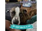 Adopt Bullwinkle a Mixed Breed