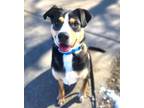 Adopt OSCAR a Australian Cattle Dog / Blue Heeler, Mixed Breed