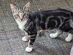 Adopt Fury a Tabby