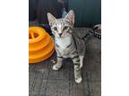 Adopt Tesla a Tabby