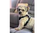 Adopt Teddy a Lhasa Apso