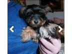 Adopt Flash a Yorkshire Terrier