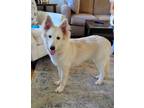 Adopt Marshmallow a Siberian Husky