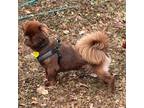 Adopt Hershey a Pekingese