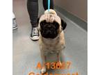 Adopt Toby a Pug