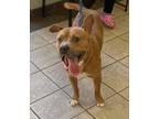 Adopt OWNER SURRENDER a Mixed Breed