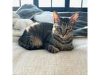 Adopt Loki a Domestic Short Hair