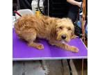 Adopt Barnaby a Labradoodle