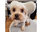 Adopt Spunky Dunkers a Yorkshire Terrier